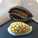 Cowry shells.